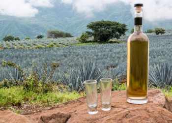 Know About Tequila Drinks